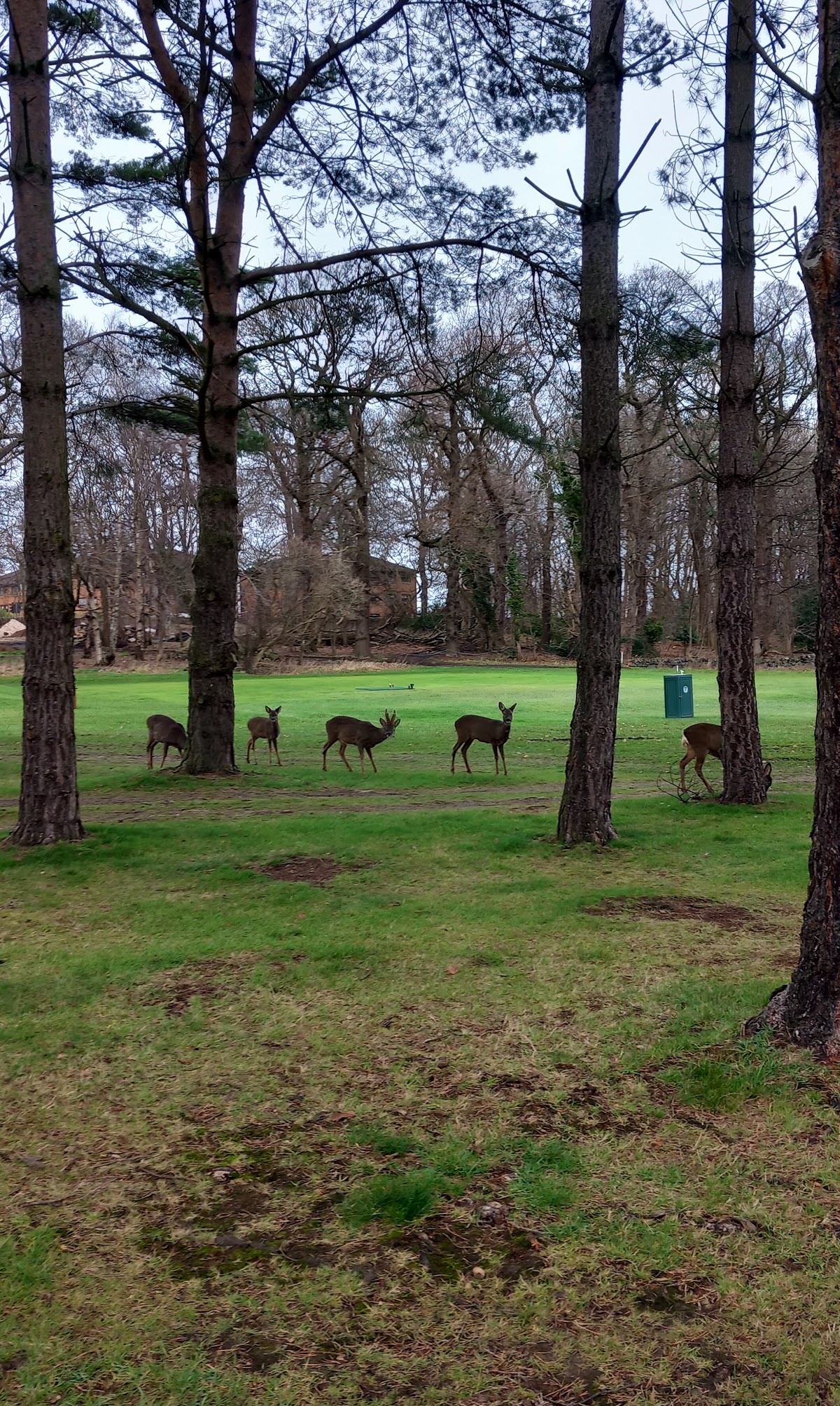 Bruntsfield Links Golfing Society golf course photograph 5